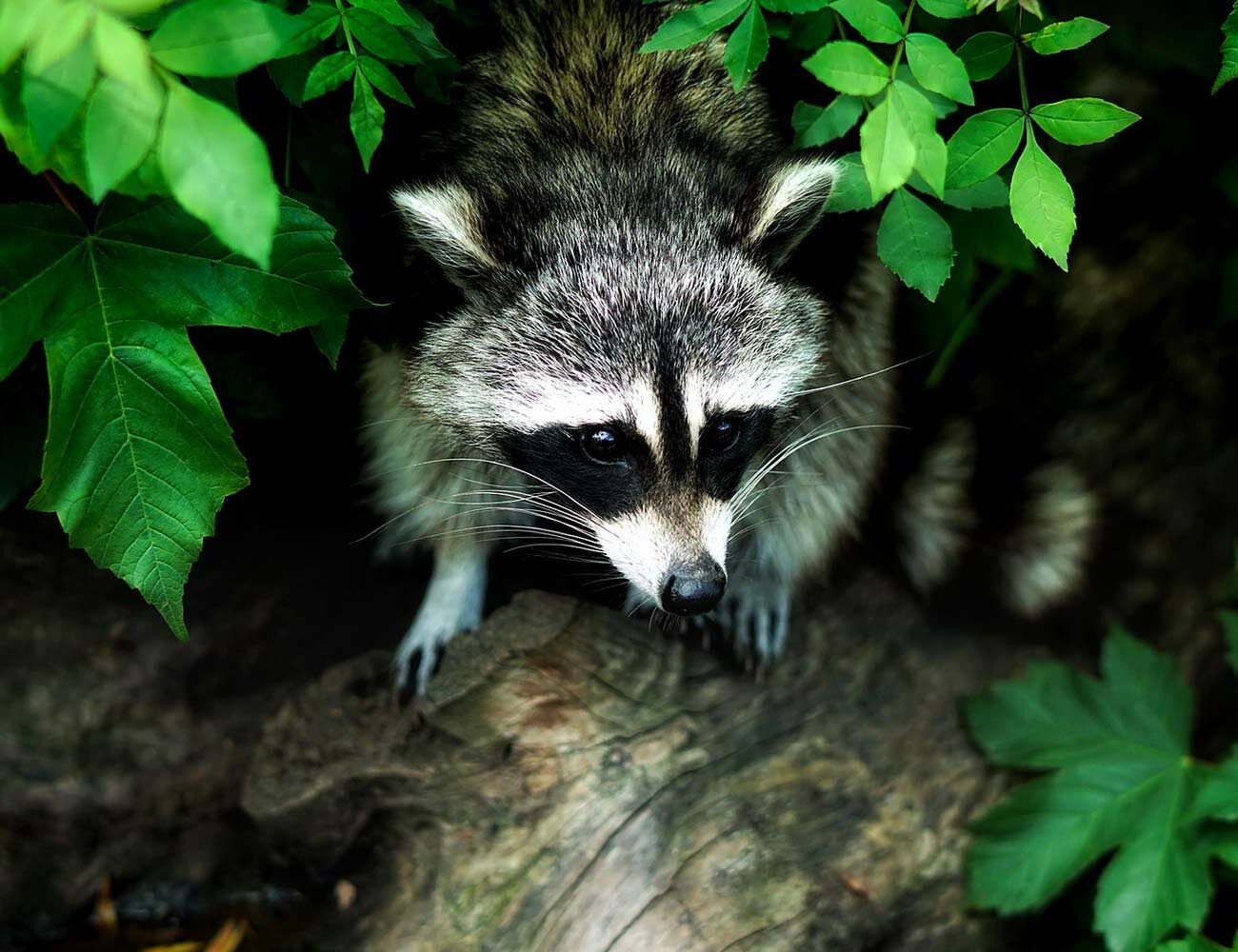 17-10-17-25 17-10-17-25